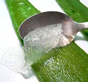 Ako funguje gel Aloe Vera? Výhody kozmetika s Aloe